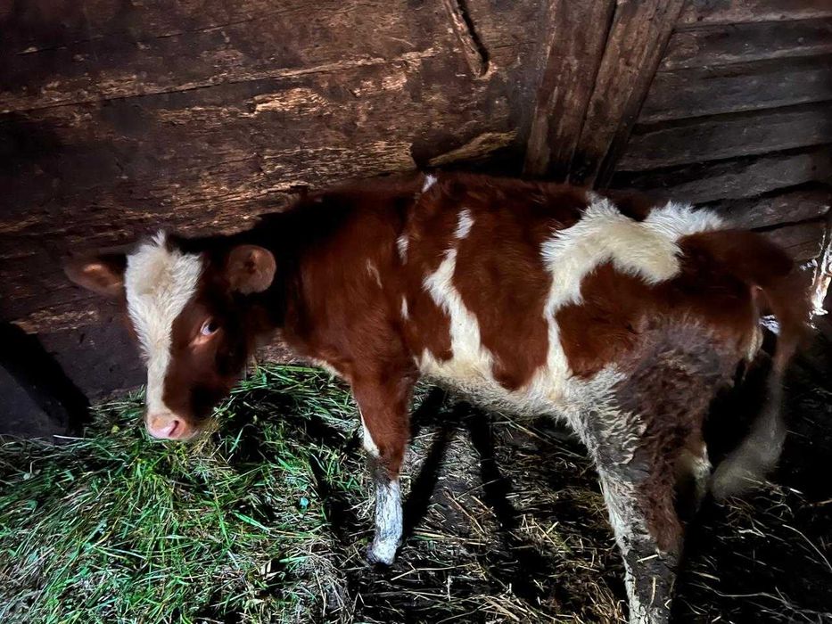 Продається телиця на годівлю