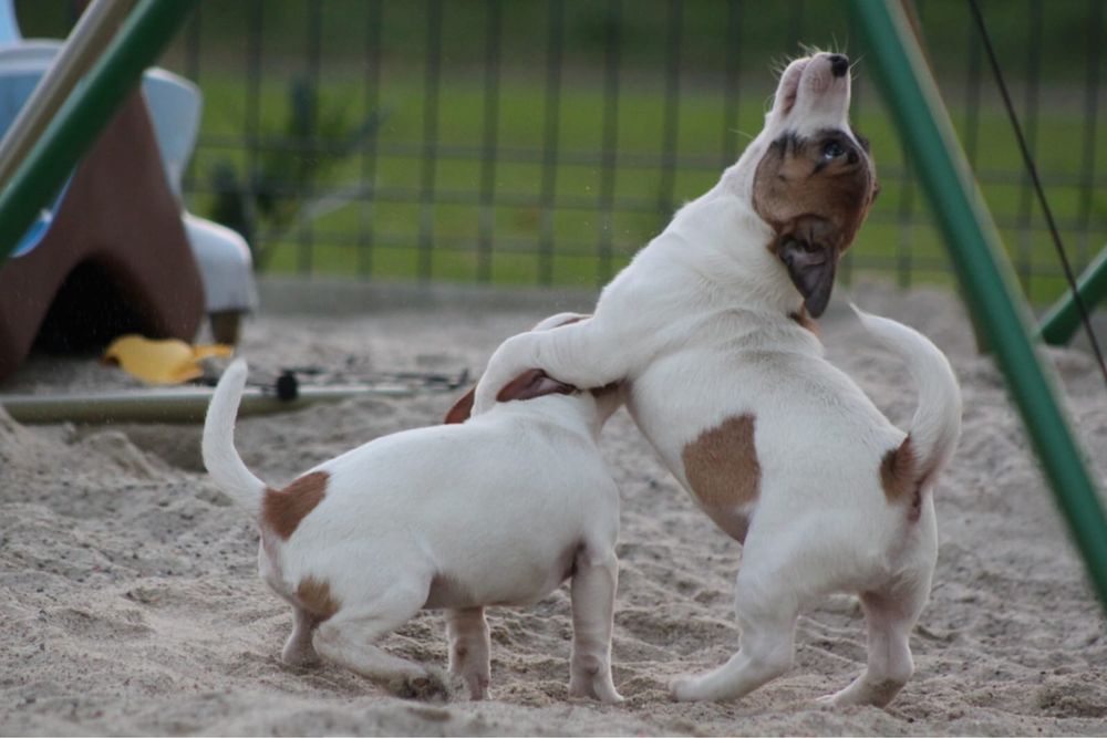 Piesek Jack Russell Terrier