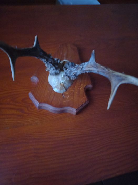 Poroże małe z czaszką