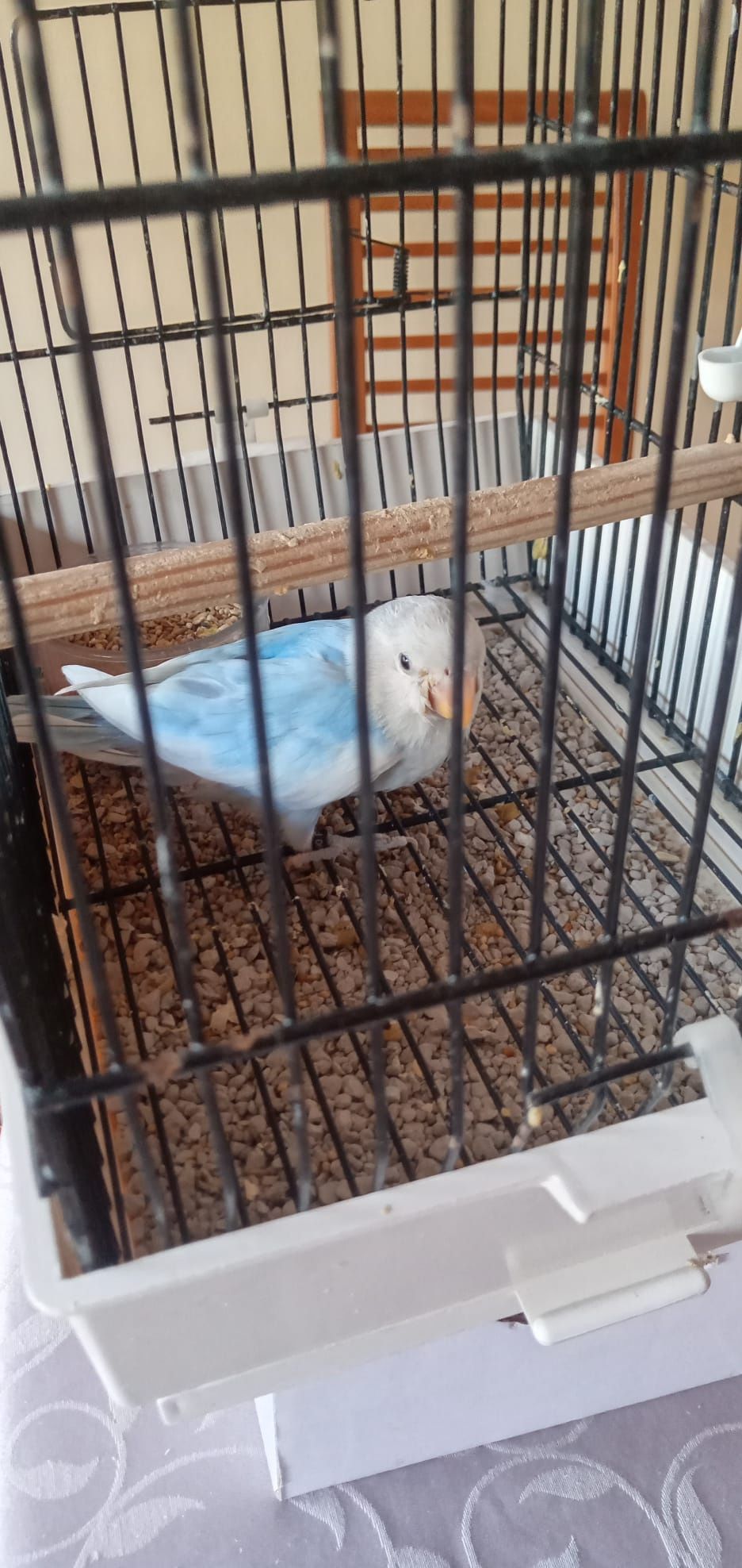 Cedem se agapornis e caturras domesticadas