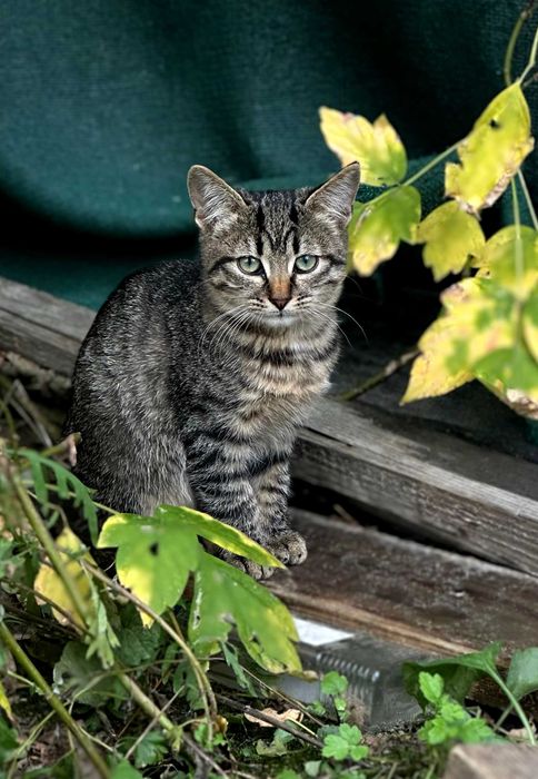 Кошенята в добрі руки | коти | кішки