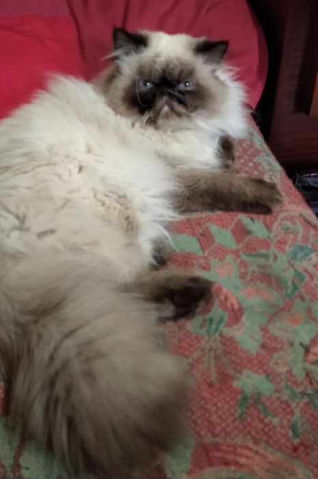 Гималайская кошечка