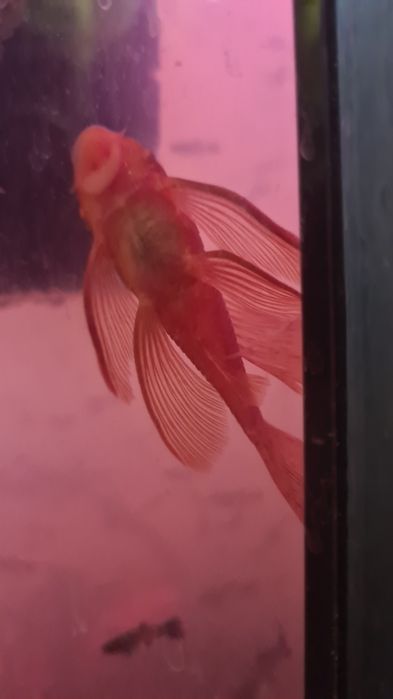 Młoda samiczka  zbrojnika weloniastego red