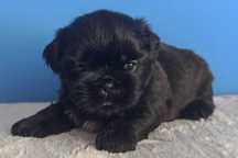 Shih Tzu suczka czarna do rezerwacji