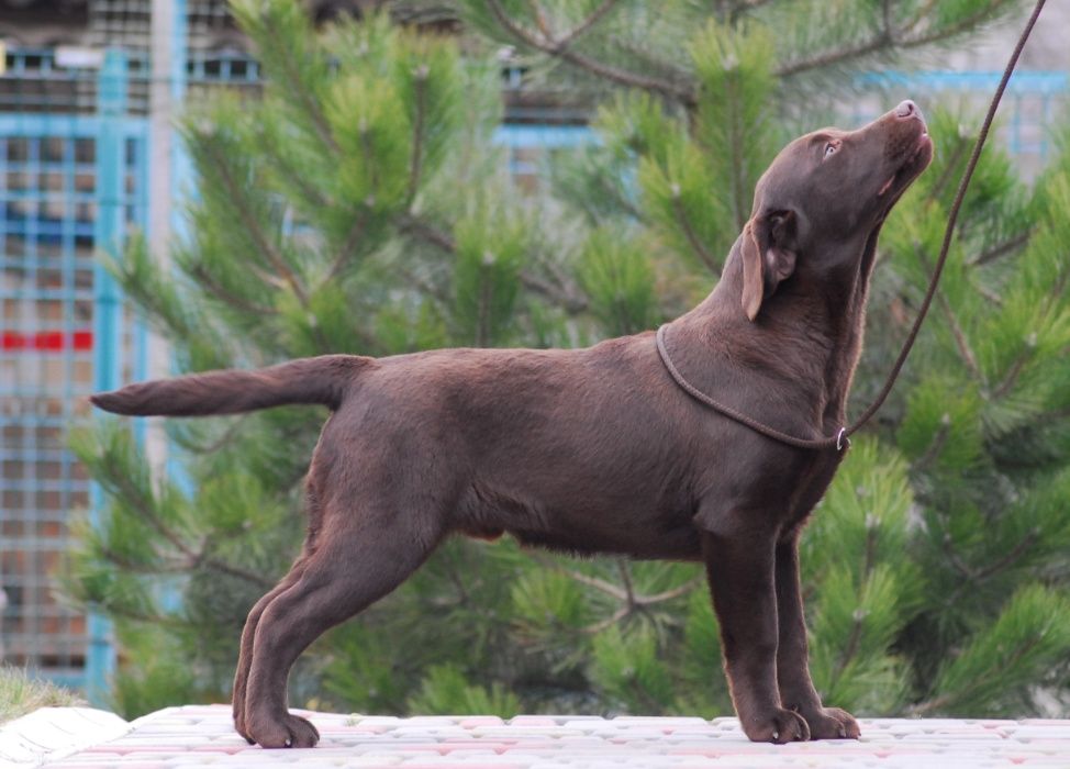 Puppy Labrador Retriever !