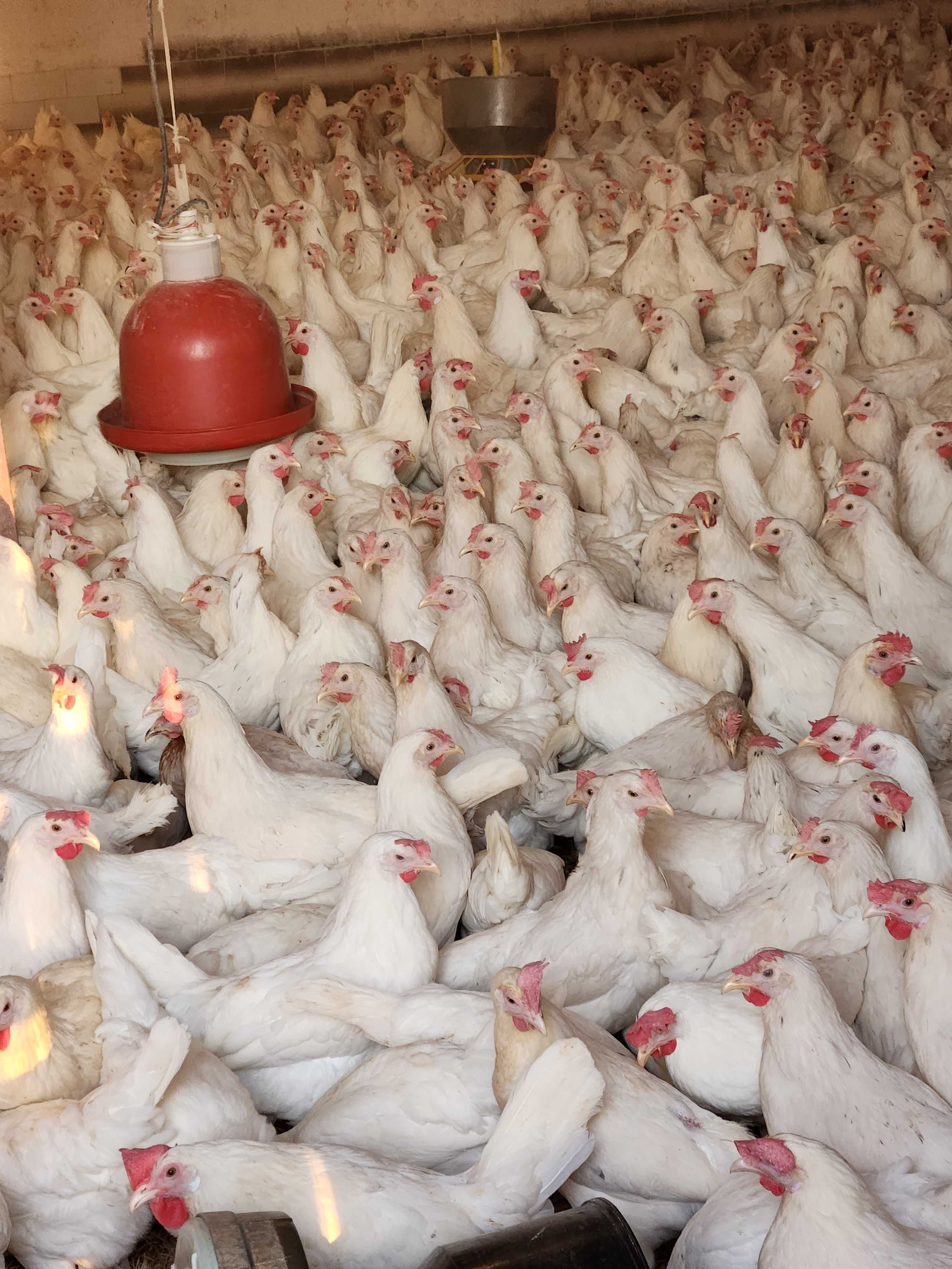 KURY NIOSKI ROSA 1 Kurki z pierwszym jajkiem.Messa Leghorn.25tyg.DOWÓZ