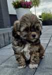 Shihpoo Sunia hybryda ras