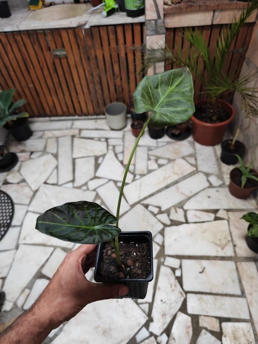 Alocasia  bebes /