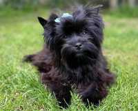 Black Yorkshire Terrier sunia / york / yorki