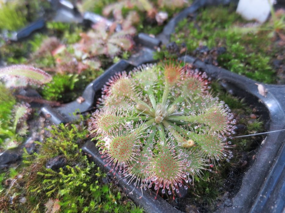 Drosera spatulata