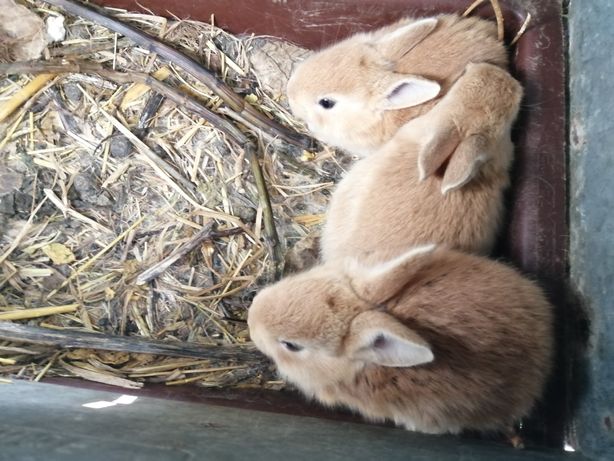 Vendo coelhos bebés Raça Palomino. para servir de animal de estimação