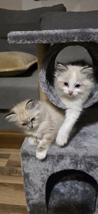 Kocurek Ragdoll FPL zaprasza do rezerwacji