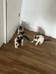 Gatinhos para doar
