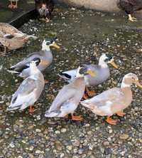 Patos ornamentais de varias raças