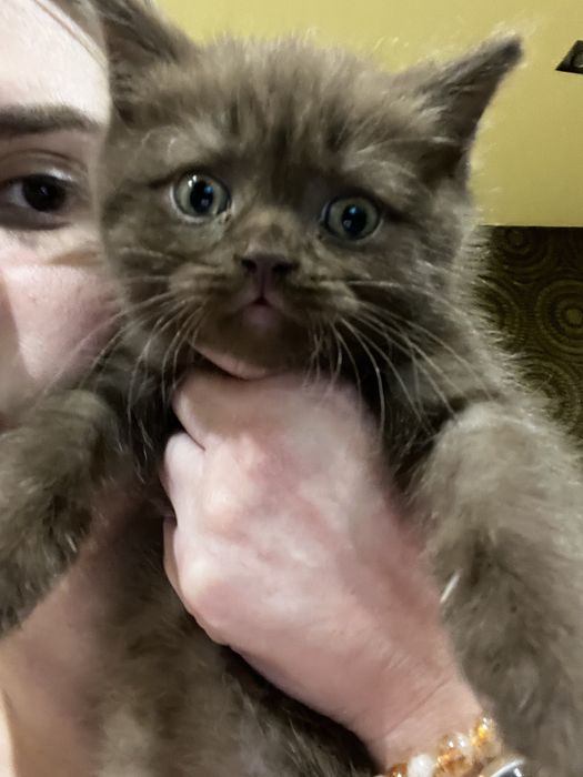 Gatinho Scottish straight chocolate