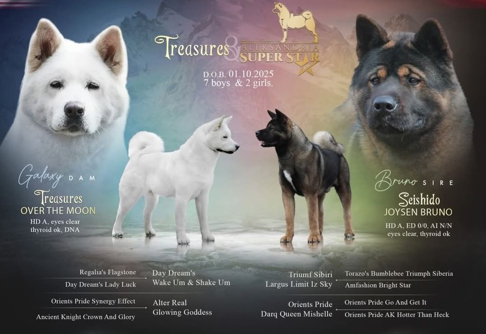 Akita Amerykańska samiec