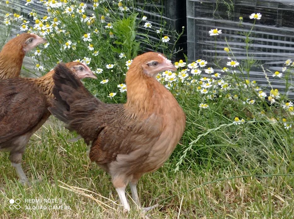 Zielononóżki kurki młode nioski Rossa leghorn