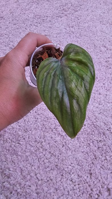 Филодендрон Гигас, Сильвер Квин, Плавмани, Бразил, Эмиральд квин