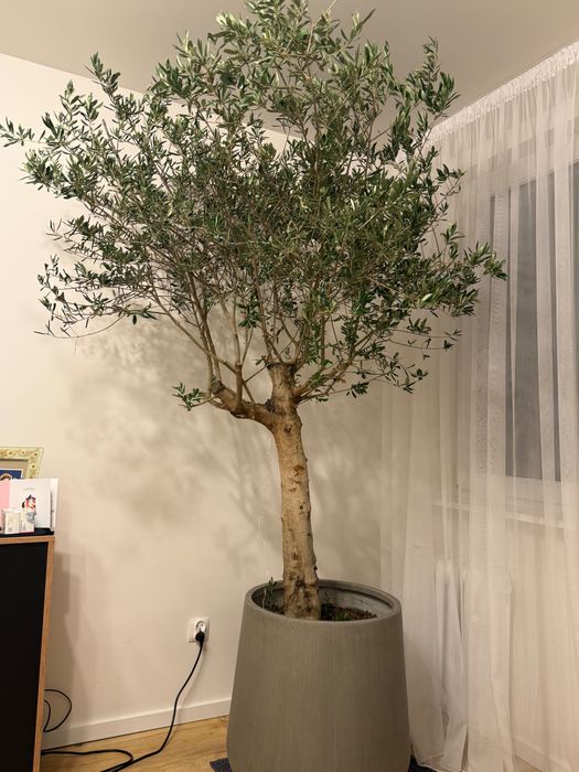 Drzewo oliwkowe z doniczką