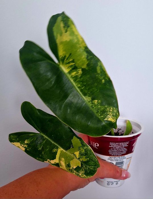 Філодендрон Бурлє макс