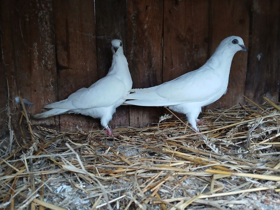 Gołębie budapeszty