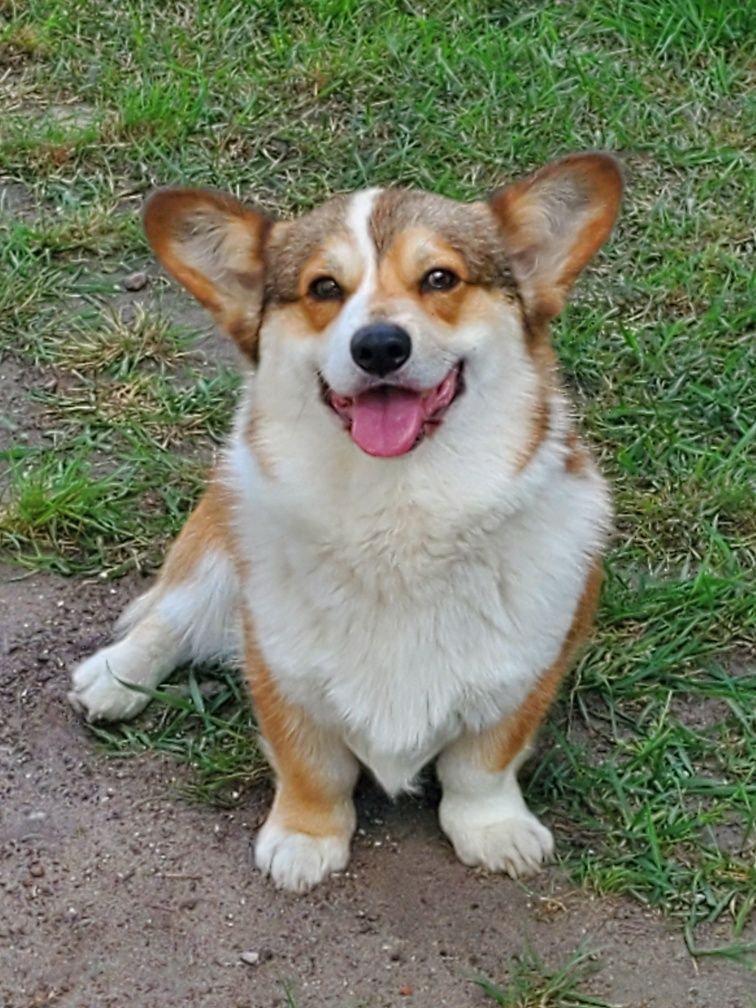 Welsh Corgi Pembroke suczka