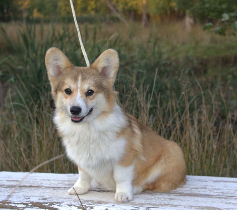 Welsh Corgi Pembroke piesek