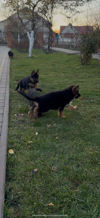 Продам цуценята німецької вівчарки