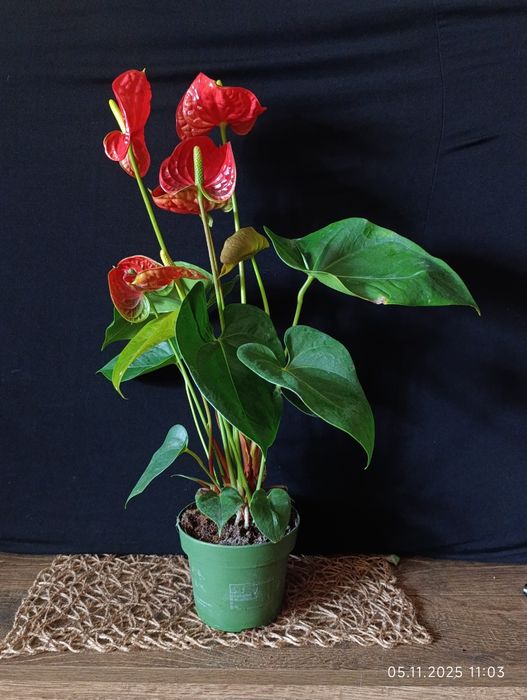 Антуріум,,Madural,,