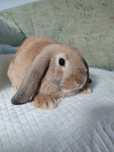 Króliczek baranek miniaturka mini lop