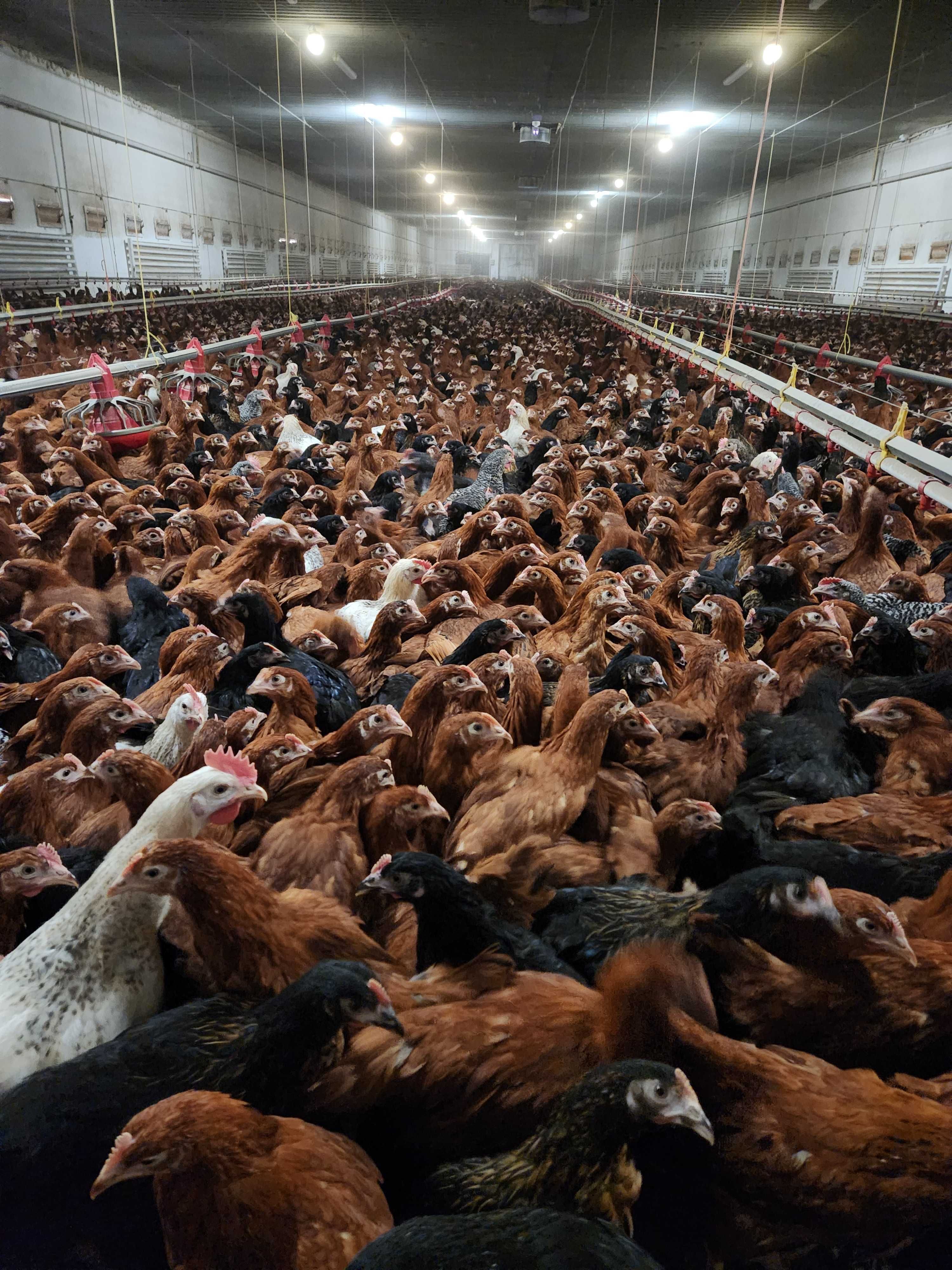 KURY z wolnego wybiegu ! NIOSKI rasy Messa Rossa Leghorn ! Dowóz !