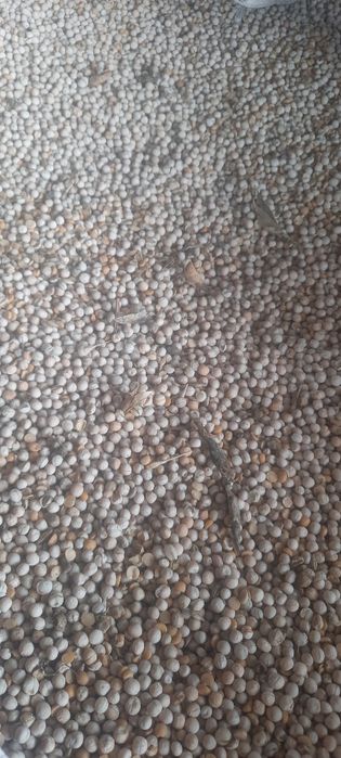 Sprzedam groch ogólnoużytkowy odsiewki, połówki, dla kur, gołębi,