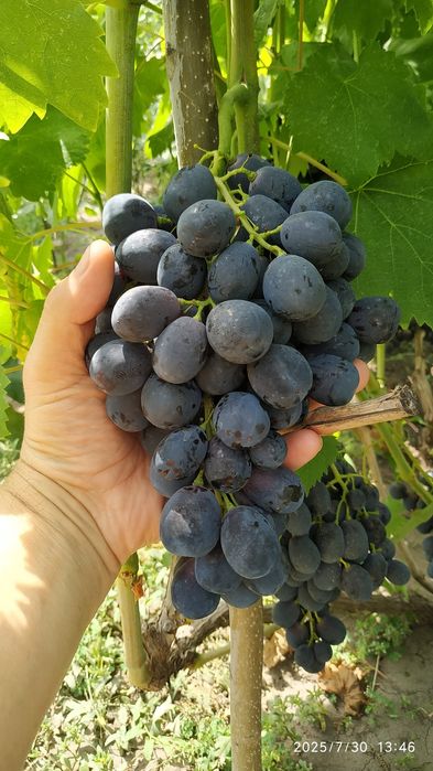 Черенки Саженцы Винограда