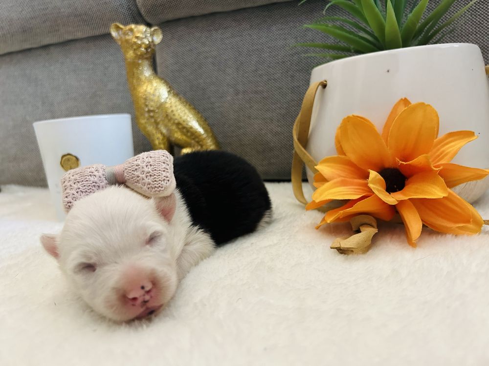 Excelente Menina border collie