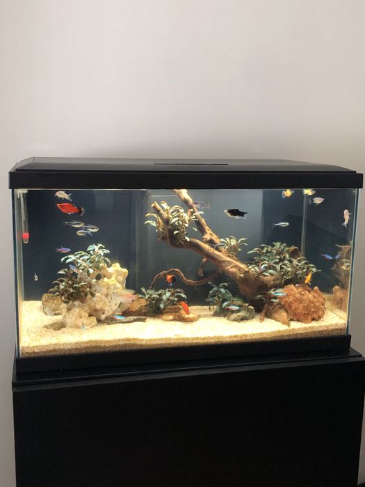 Aquario 60L com Movel