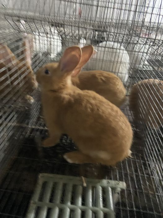 Кролики бургундія