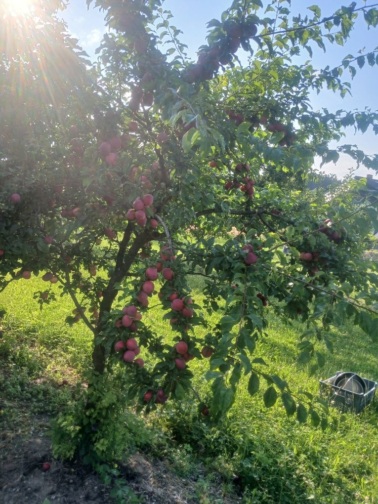 Śliwka śliwki smaczne słodziutkie