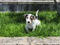 Jack Russell Terrier macho azul