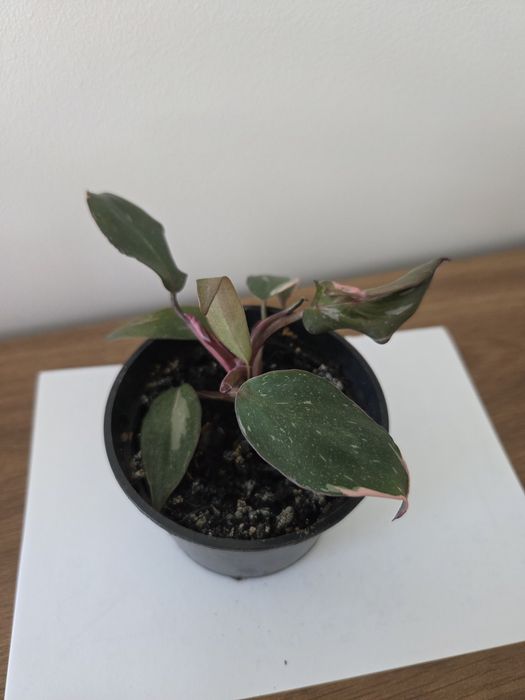 Philodendron pink princess mała roślina