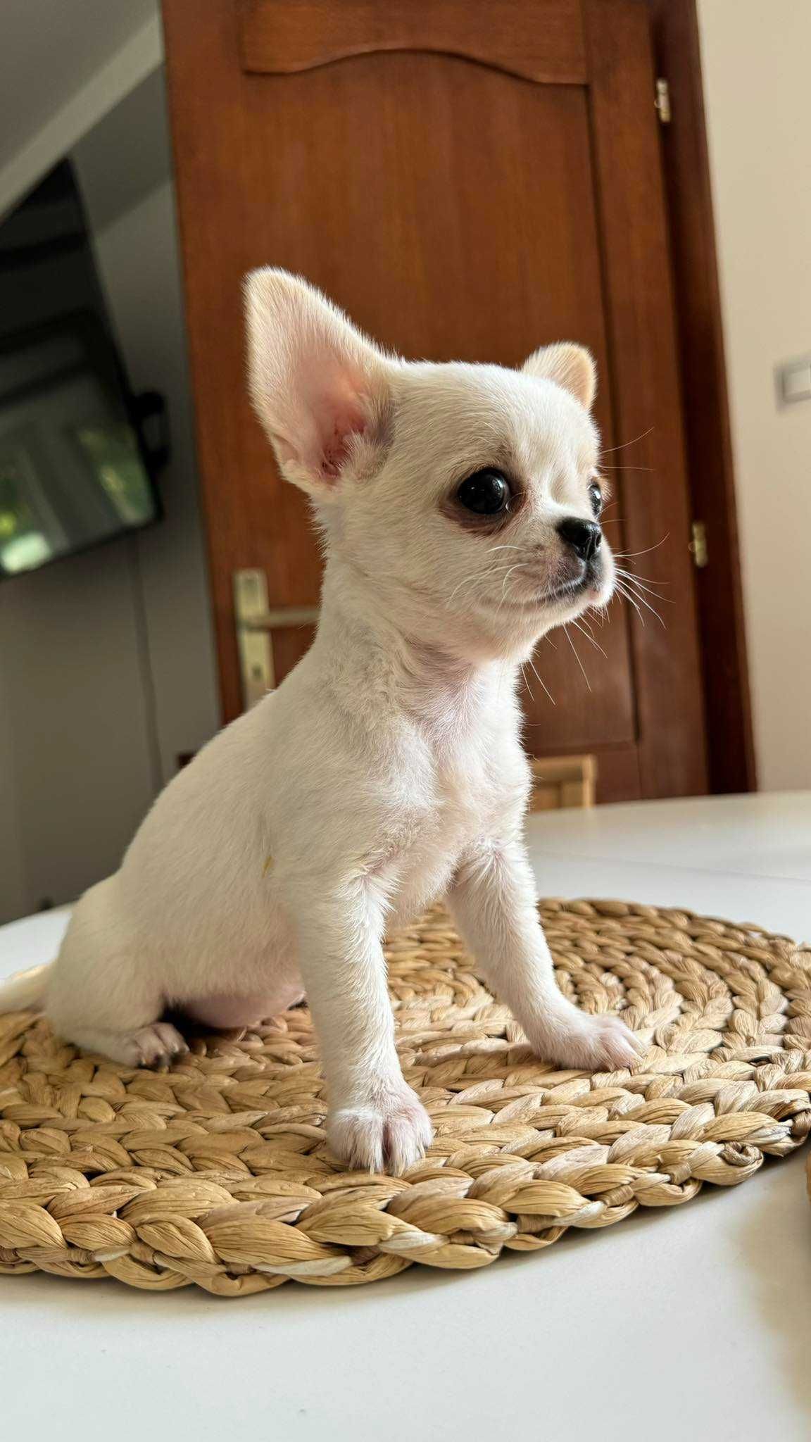 Chłopczyk Chihuahua z Rodowodem Mini do 1,5kg Biały