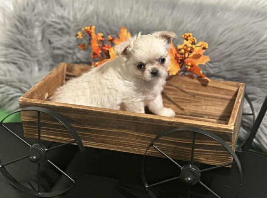 Chihuahua - z rodowodem