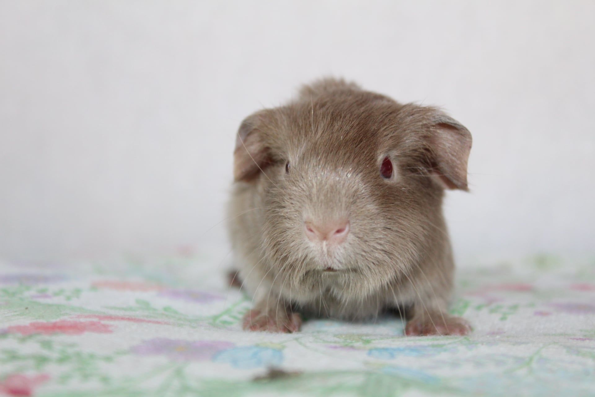 Self lilac świnka morska ,cavia domowa