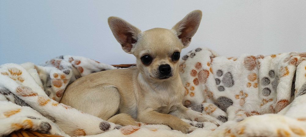 Chihuahua super mini śliczny piesek ZKwP FCI.