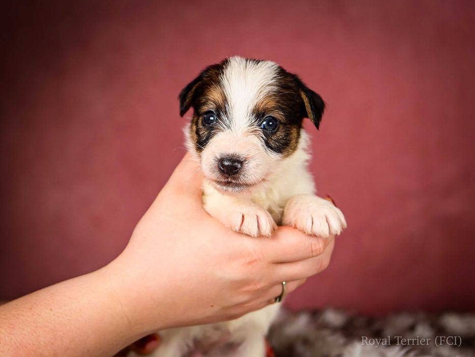 Suczka szorstkowłosa Jack Russell terrier ZKWP/FCI Mamba