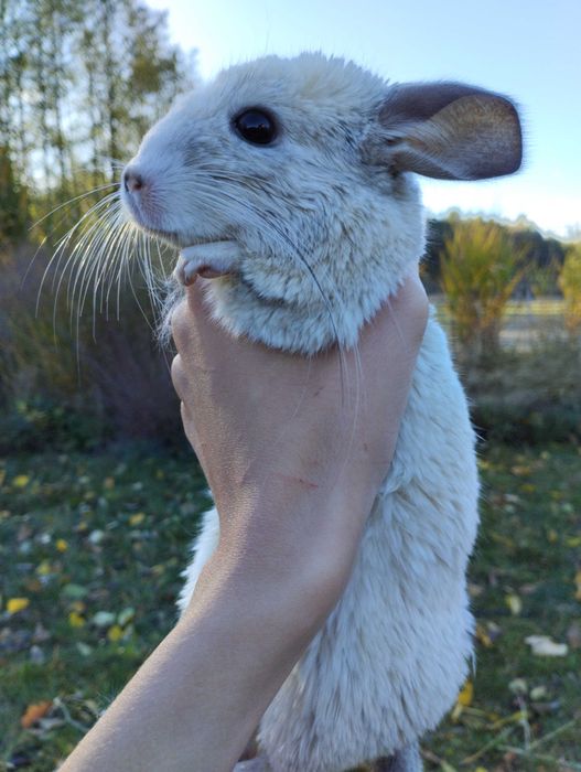 Szynszyle oddam można osobno