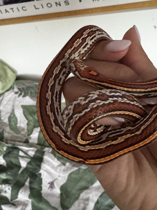 Wąż zbożowy Okeetee Tessera