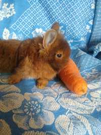 Кролик карликовый Мини