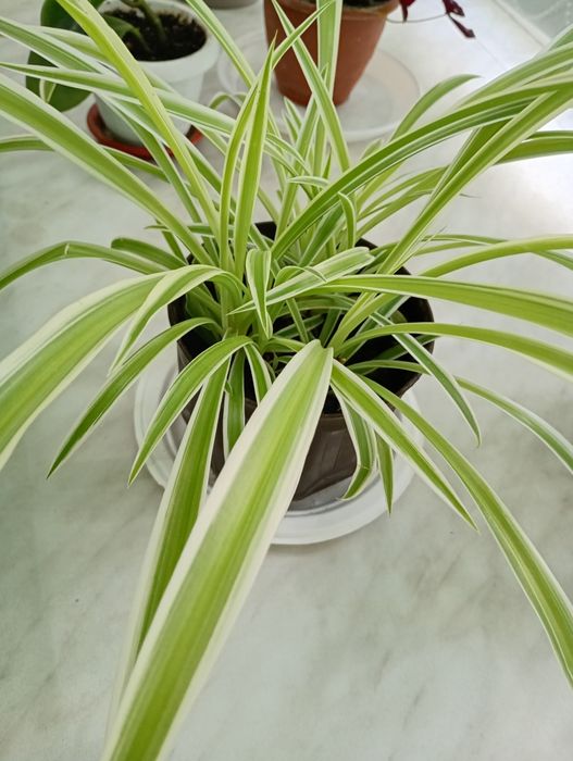 Срочная продажа комнатных цветов в вазонах для офиса и дома.