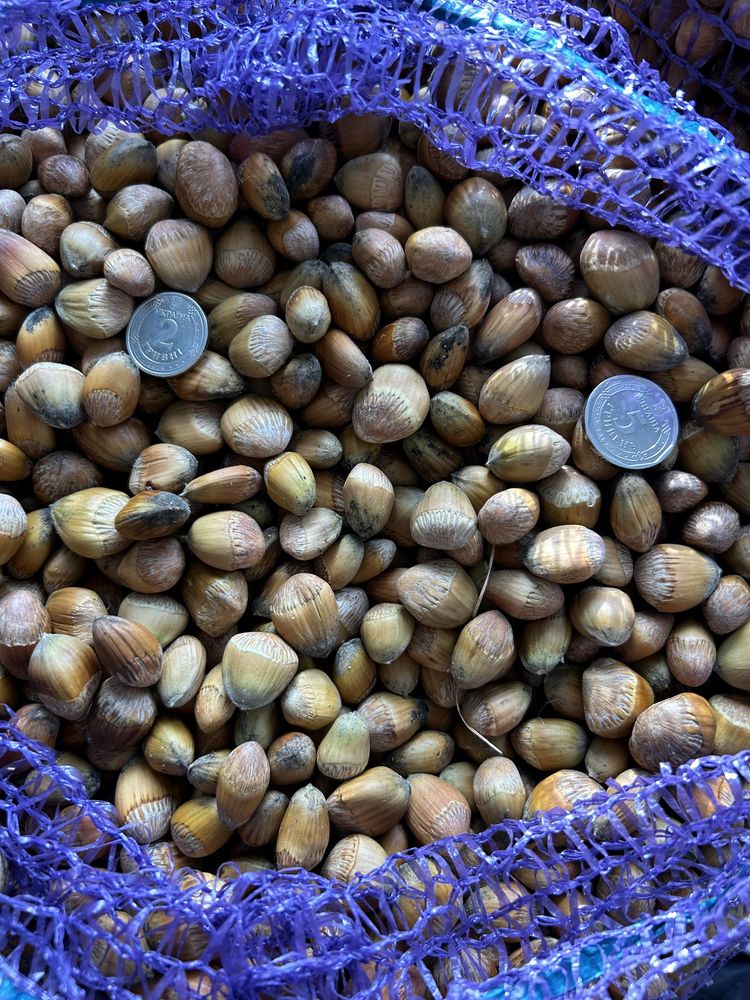 Продам Ліщину , ліщинові горішки 2024