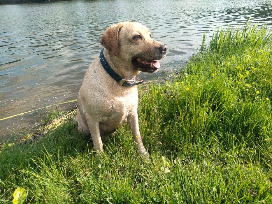 Цуценя / цуценята Лабрадор Ретривер / щенок / щенки / щеня / щенята